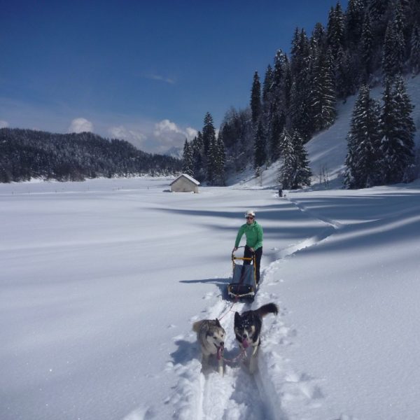 Journée exclusive en chiens de traîneaux à Wengi