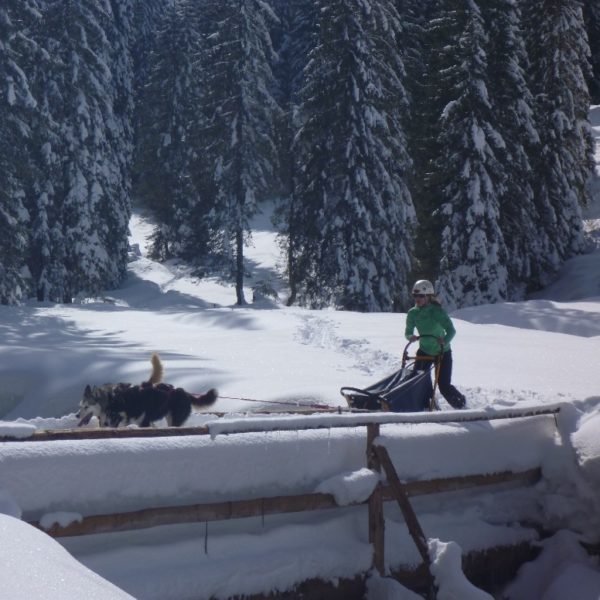 Chiens de traîneaux en Suisse à Wengi