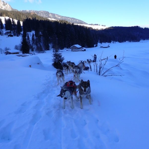 randonnée d'une journée à Wengi avec vos chiens de traineaux