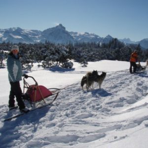 Chiens de traîneaux